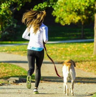 なぜ犬に運動が必要なのか（4）～そもそもストレスって何？～ 知の小人ブログ・犬小屋