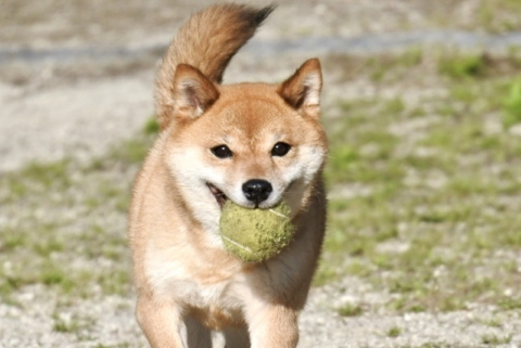 柴犬ボールおもちゃ